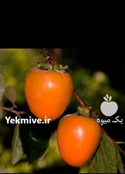 شرایط کاشت نهال باغ در ویلا در گروه خرید و فروش نهال در یکمیوه -عکس3