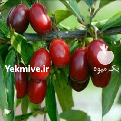 شرایط کاشت نهال باغ در ویلا در گروه خرید و فروش نهال در یکمیوه -عکس4
