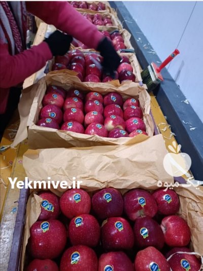 سیب قرمز درجه یک پیرانشهر در آذربایجان غربی در گروه خرید و فروش سیب در یکمیوه -عکس4