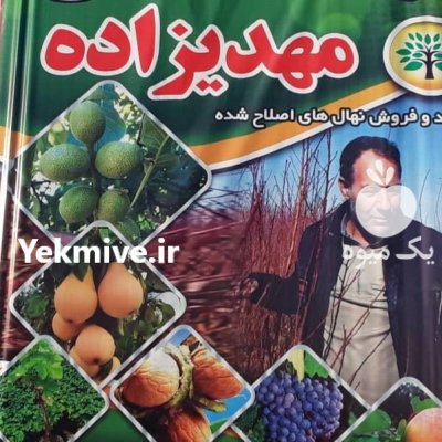 نحوه کاشت نهال خوشه ای در گروه خرید و فروش نهال در یکمیوه -عکس4