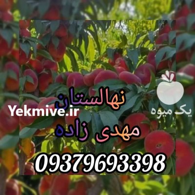 راهنمای کاشت نهال نحوه هرس باغ در گروه خرید و فروش نهال در یکمیوه -عکس4