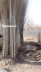 کاشت راهنمای باغ نهال سنوبر صنوبر اصلاح در اهر  در گروه خرید و فروش نهال در یکمیوه