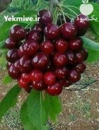 گیلاس تکدانه کاشت باغ آلبالو احداث در بانه در گروه خرید و فروش نهال میوه در یکمیوه