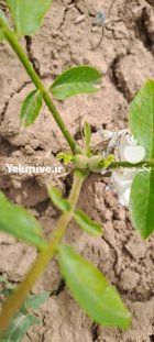 گردوهای سردسیری ژنوتیپ برتر با خوشه در سقز در گروه خرید و فروش نهال در یکمیوه