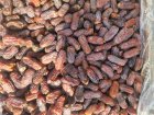 خرمای زاهدی فارس
