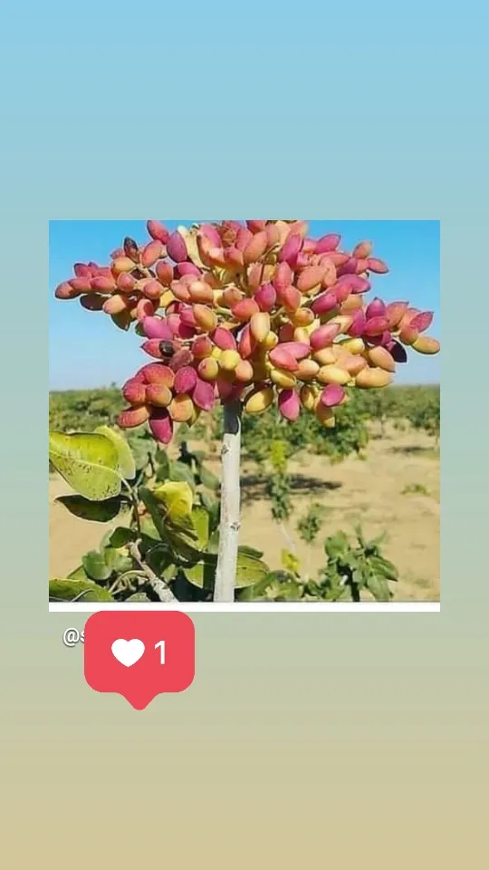 رعایت اصول کاشت نهال ریشه لخت در الیگودرز در گروه خرید و فروش نهال در یکمیوه