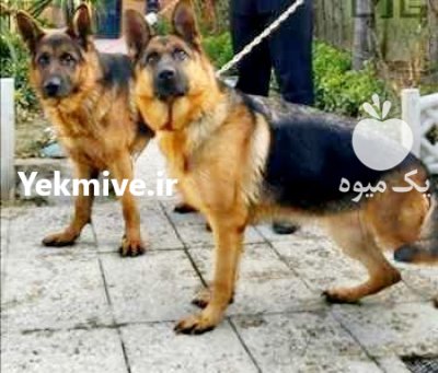فروش ژرمن شپرد مو بلند مو کوتاه در تهران در گروه حیوانات خانگی در یکمیوه -عکس1