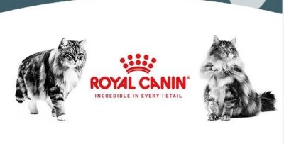 فروش پوچ های گربه رویال کنین در کرج در گروه سگ و گربه در یکمیوه -عکس1