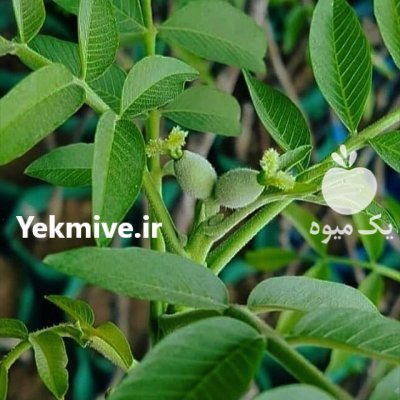 نحوه کاشت نهال گردوخوشه ای در گروه خرید و فروش نهال گردو در یکمیوه -عکس2
