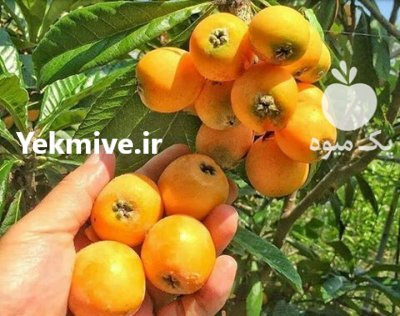 نحوه کاشت نهال احداث باغ زردآلو ویلایی در گروه خرید و فروش نهال در یکمیوه -عکس1