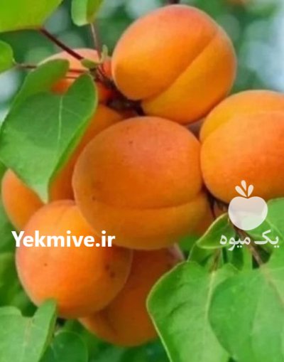 نحوه کاشت نهال احداث باغ زردآلو ویلایی در گروه خرید و فروش نهال در یکمیوه -عکس3