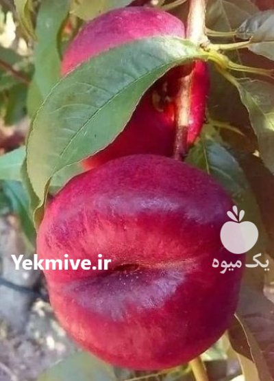 نحوه کاشت نهال احداث باغ زردآلو ویلایی در گروه خرید و فروش نهال در یکمیوه -عکس4