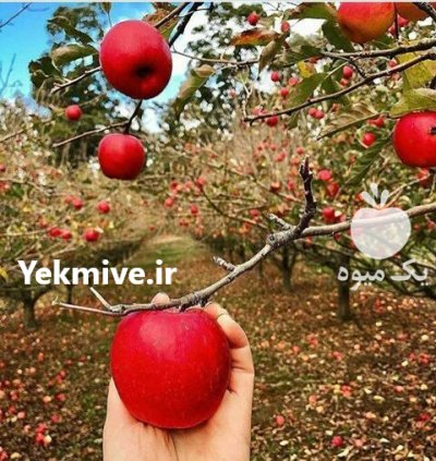 کاشت نهال اصلاح گردو بادام گیلاس در گروه خرید و فروش نهال بادام در یکمیوه -عکس1