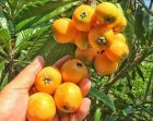 نحوه کاشت نهال احداث باغ زردآلو ویلایی