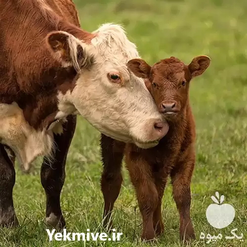 قیمت خرید خوراک دام طیور کنجاله در مشهد در گروه خوراک دام و طیور در یکمیوه -عکس1