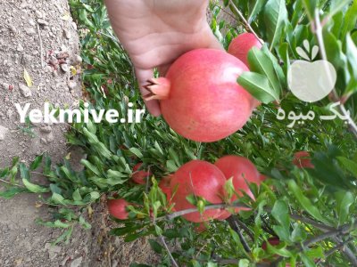 انار رباب نیریز وایج در شیراز در گروه خرید و فروش انار در یکمیوه -عکس1