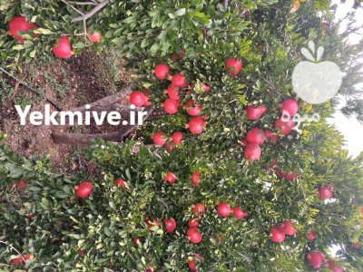 انار رباب نیریز وایج در شیراز در گروه خرید و فروش انار در یکمیوه -عکس2