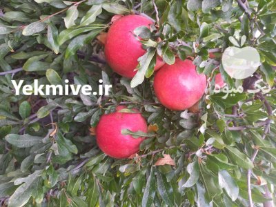 انار رباب نیریز وایج در شیراز در گروه خرید و فروش انار در یکمیوه -عکس3