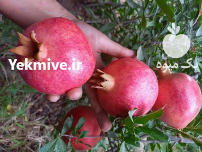 انار رباب نیریز وایج در شیراز در گروه خرید و فروش انار در یکمیوه -عکس4