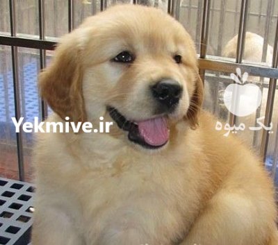 سگ گلدن رتریور توله گلدن رتریور در تهران در گروه سگ و گربه در یکمیوه -عکس2