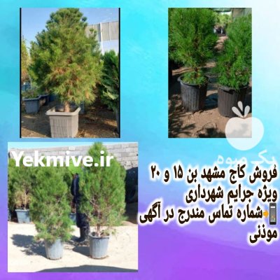 نهال درخت کاج مشهد بن ٢٠ در ری  در گروه خرید و فروش و قیمت کاج در یکمیوه -عکس1