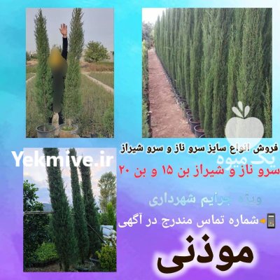 فروش نهال درخت سرو شیراز بن در تهران در گروه خرید و فروش و قیمت کاج در یکمیوه -عکس1