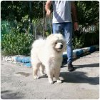 آگهی فروش سگ چاوچا چمپیون پوزه در تجریش در گروه سگ و گربه در یکمیوه