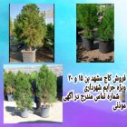 نهال درخت کاج مشهد بن ٢٠ در ری  در گروه خرید و فروش و قیمت کاج در یکمیوه