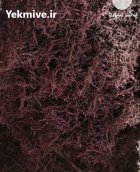 لبو خشک خلالی ریز در تهران در گروه خرید و فروش لبو در یکمیوه