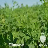 قیمت خرید بذر یونجه در اقام در اصفهان در گروه خرید و فروش بذر یونجه در یکمیوه