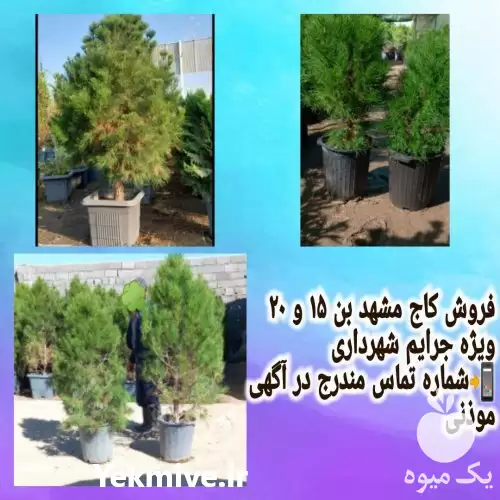 قیمت خرید نهال درخت کاج دسته در تهران در گروه خرید و فروش و قیمت کاج در یکمیوه -عکس1