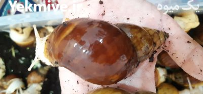 جوجه حلزون در اسلامشهر در گروه انواع محصولات شیلات در یکمیوه -عکس1