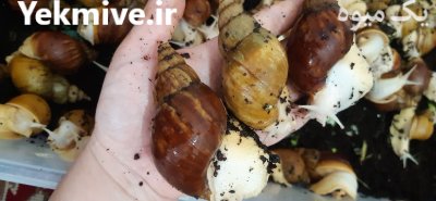 جوجه حلزون در اسلامشهر در گروه انواع محصولات شیلات در یکمیوه -عکس2