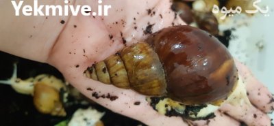 جوجه حلزون در اسلامشهر در گروه انواع محصولات شیلات در یکمیوه -عکس3