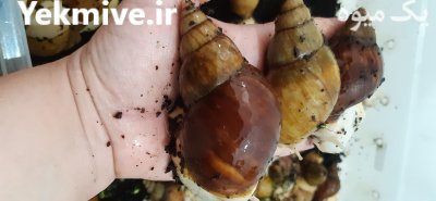 جوجه حلزون در اسلامشهر در گروه انواع محصولات شیلات در یکمیوه -عکس4