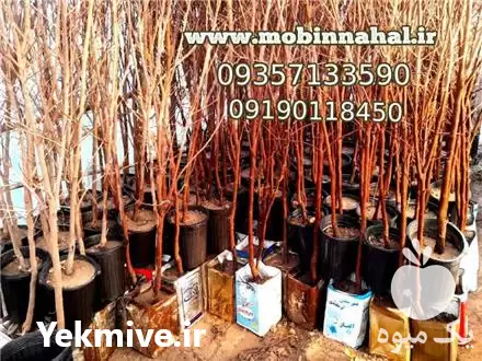 فروش قیمت نهال خرمالو ژاپنی در کرج در گروه خرید و فروش نهال خرمالو در یکمیوه -عکس1
