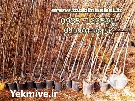 فروش درخت زبان گنجشک در کرج در گروه خرید و فروش نهال در یکمیوه -عکس1