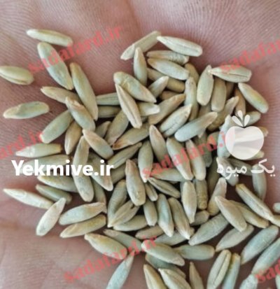 دانه چاودار در کرج در گروه خرید و فروش گندم و جو در یکمیوه -عکس2