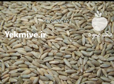 دانه چاودار در کرج در گروه خرید و فروش گندم و جو در یکمیوه -عکس3