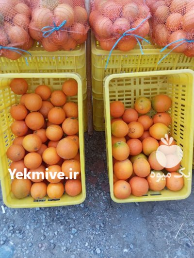 پرتقال تامسون در آمل در گروه خرید و فروش پرتقال در یکمیوه -عکس1