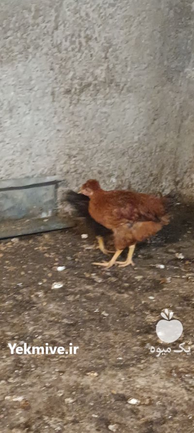 نیمچه در رستمکلا در گروه مرغ و خروس و بوقلمون و اردک قو قاز در یکمیوه -عکس1