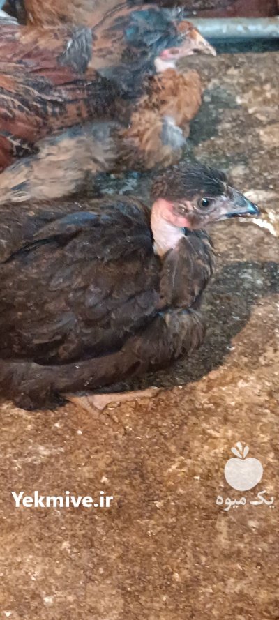 نیمچه در رستمکلا در گروه مرغ و خروس و بوقلمون و اردک قو قاز در یکمیوه -عکس2