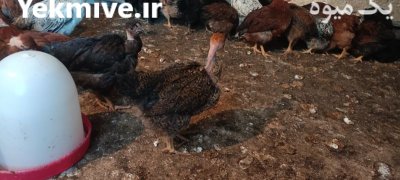 نیمچه در رستمکلا در گروه مرغ و خروس و بوقلمون و اردک قو قاز در یکمیوه -عکس3