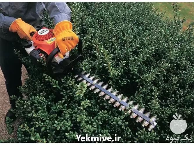 قیمت خرید شمشاد زن در کرج در گروه خرید و فروش شمشاد زن در یکمیوه -عکس1