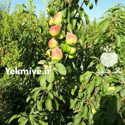 نهال بادام خوشه ای آذر شکوفه کاشت در ایمانشهر در گروه خرید و فروش نهال در یکمیوه -عکس3