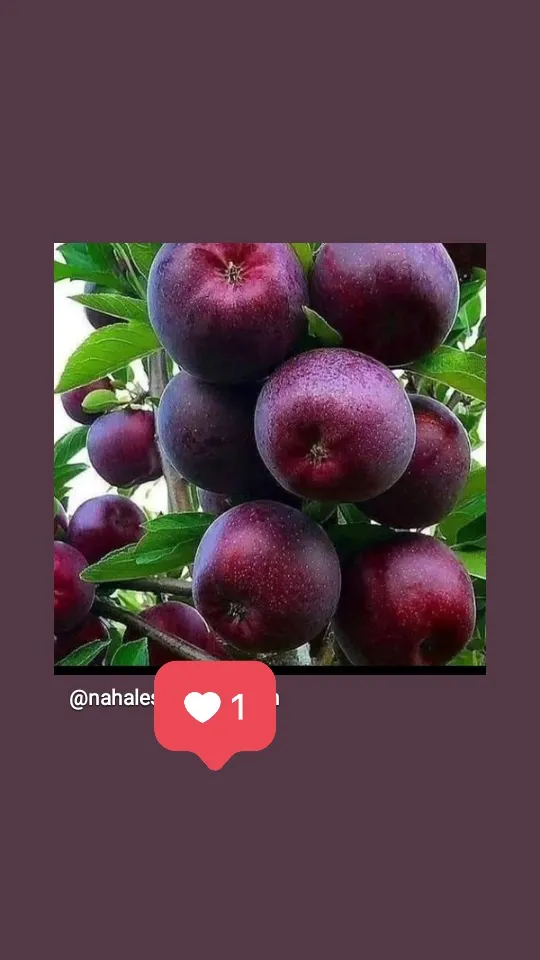 کاشت نهال دیرگل در باغ مناطق در بستان آباد در گروه خرید و فروش نهال به در یکمیوه -عکس2