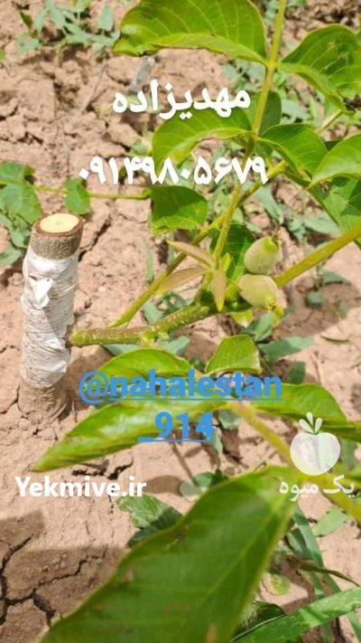 نهال زودرس دیرگل زودبازده گردو خوشه در گروه خرید و فروش نهال گردو در یکمیوه -عکس2