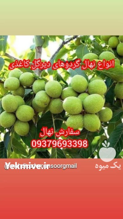 نهال زودرس دیرگل زودبازده گردو خوشه در گروه خرید و فروش نهال گردو در یکمیوه -عکس4