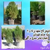 قیمت خرید نهال درخت کاج دسته در تهران در گروه خرید و فروش و قیمت کاج در یکمیوه