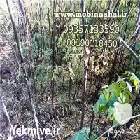 قیمت خرید درخت زیتون در گروه خرید و فروش نهال زیتون در یکمیوه